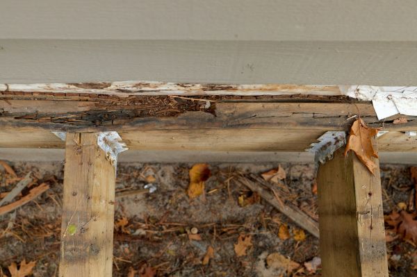 Hickory Wood Rot Repair