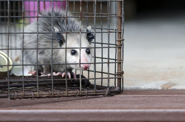Hickory Wildlife Removal