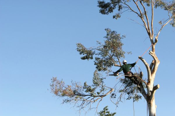 Hickory Tree Trimming