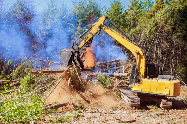 Hickory Land Clearing